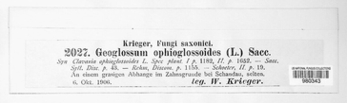 Geoglossum glabrum image
